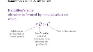hamiltons-rule.png
